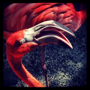 Bogart_the_flamingo